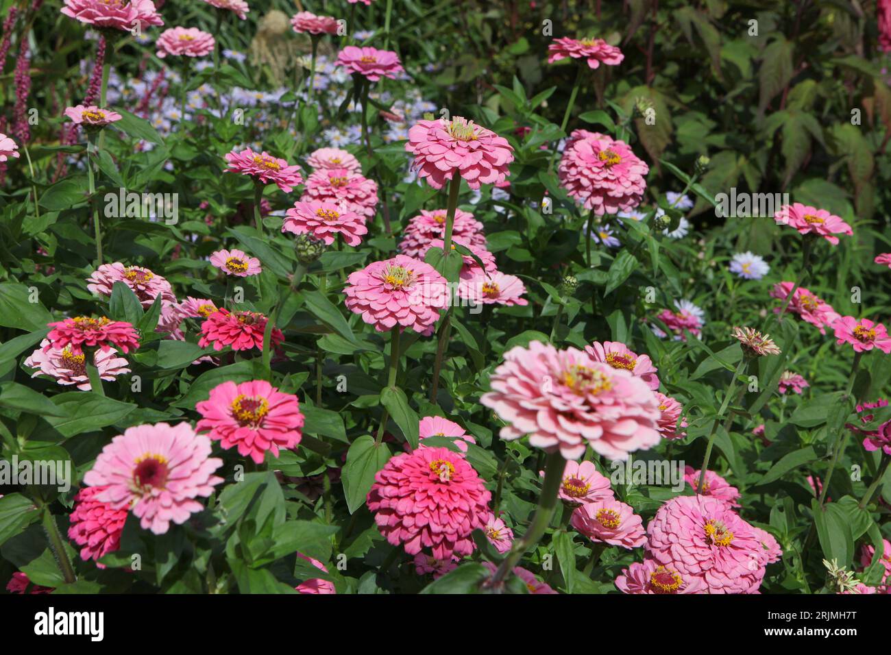 Zinnia elegans 'Super Yoga Rose' rose vif en fleur. Banque D'Images