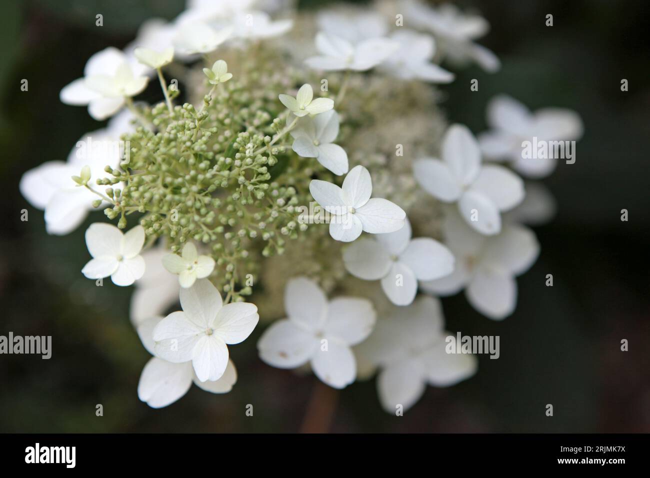 Hydrangea paniculata blanc, ou hortensia paniqué « Last Post » en fleur. Banque D'Images