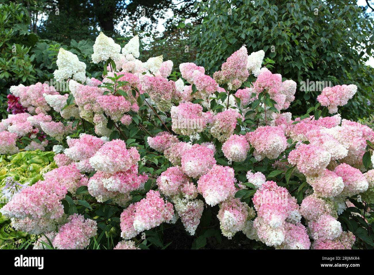 Panicule rose et blanche Hydrangea, vanille fraise 'Renhy' en fleur. Banque D'Images