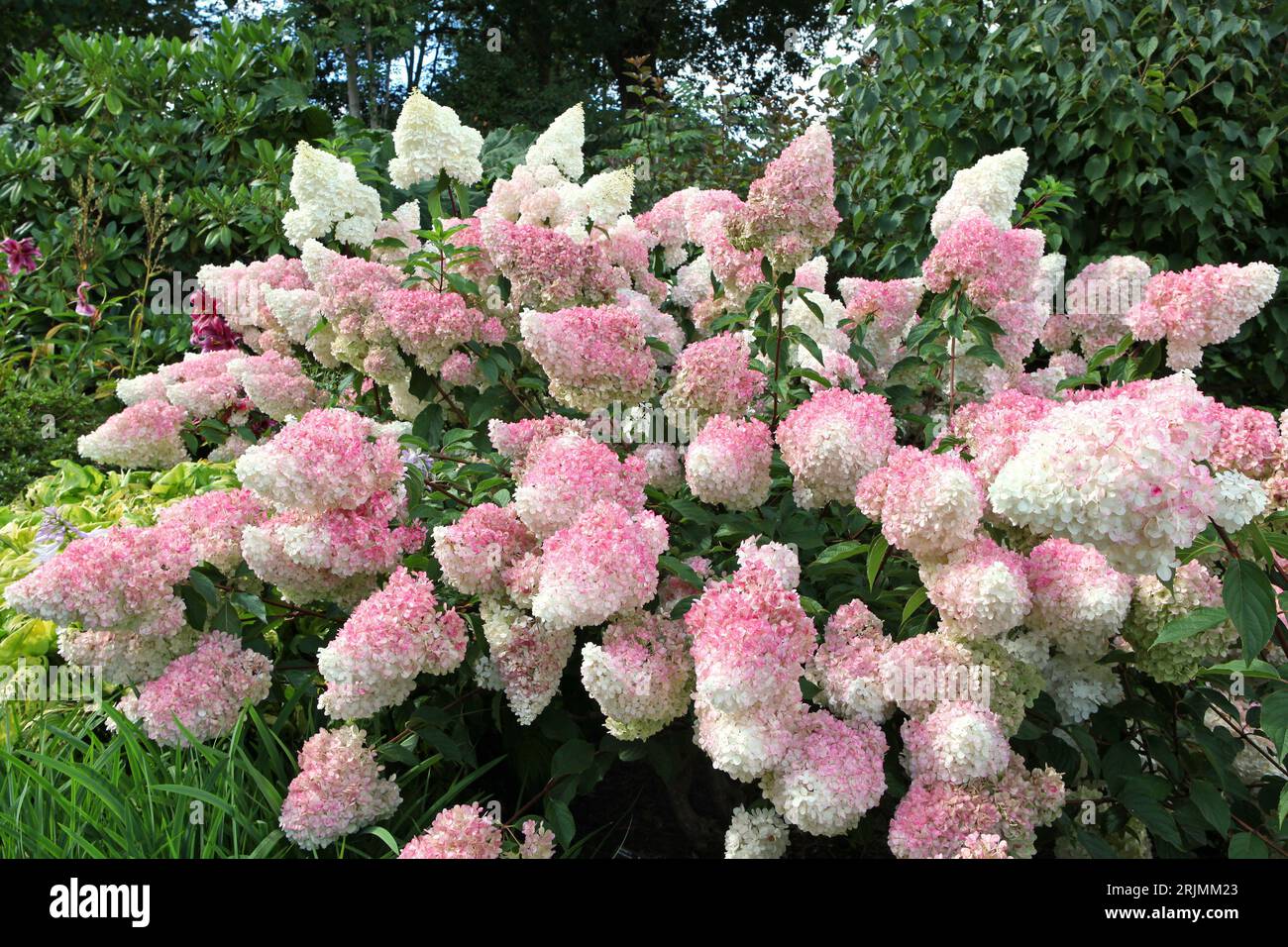 Panicule rose et blanche Hydrangea, vanille fraise 'Renhy' en fleur. Banque D'Images