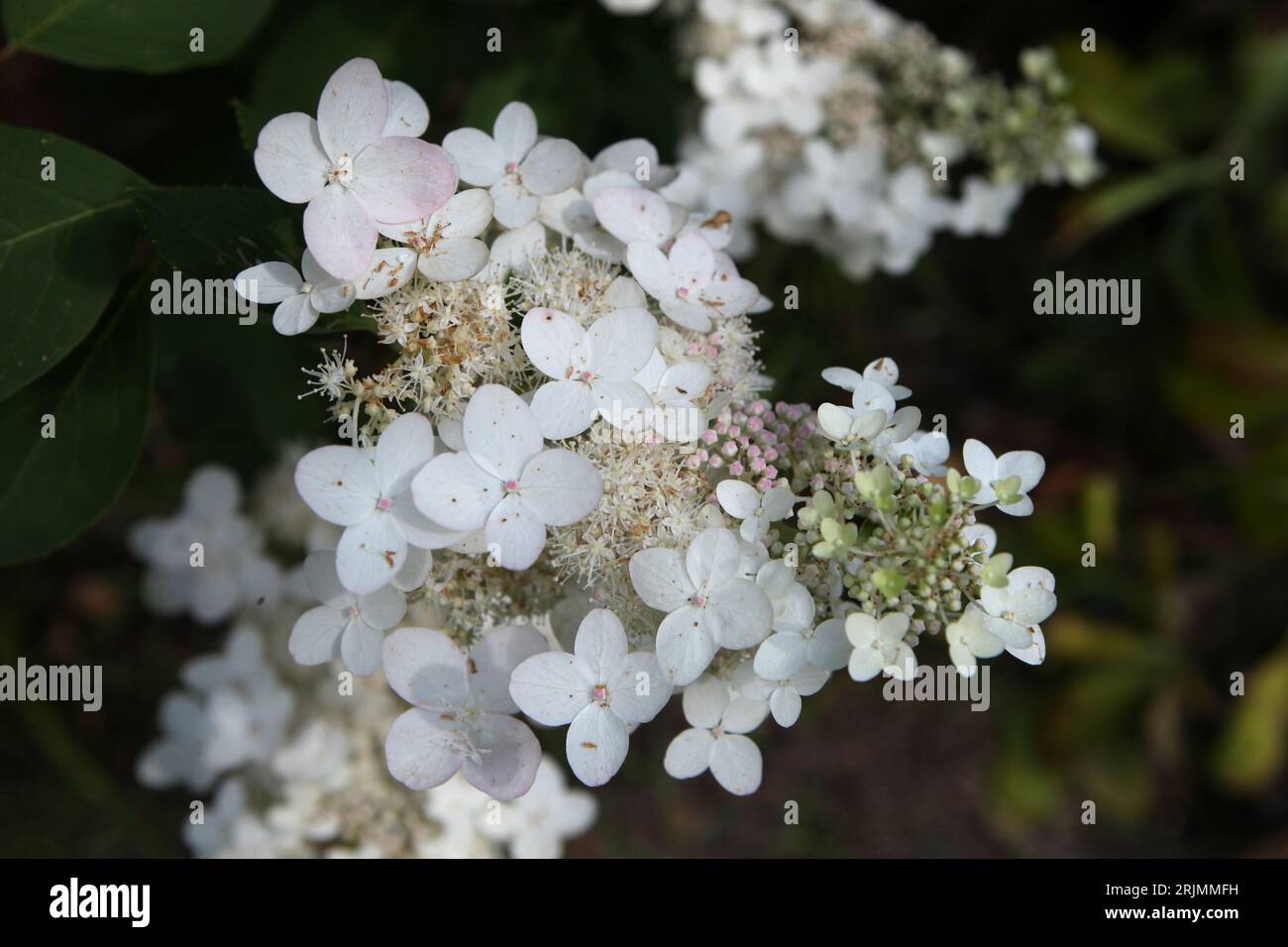 Hydrangea paniculata blanc et rose, ou hortensia paniqué 'Chantilly Lace' en fleur. Banque D'Images