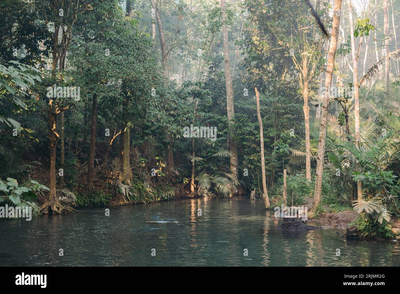 Piscine naturelle au milieu d'une forêt formée à partir d'une source de rivière. Peut être utilisé comme fond d'écran Banque D'Images