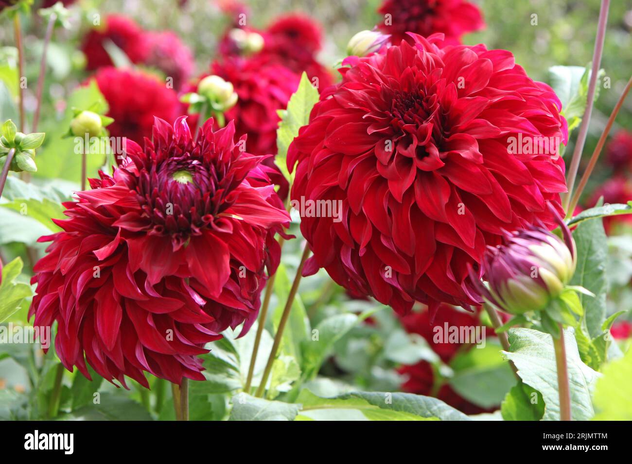 Assiette à dîner rouge décorative Dahlia 'Spartacus' en fleur. Banque D'Images