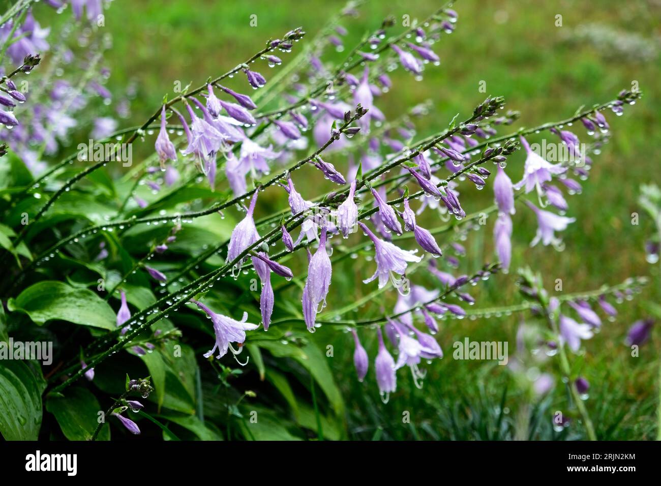 Floraison buisson hosta en gouttes après la pluie d'été Banque D'Images