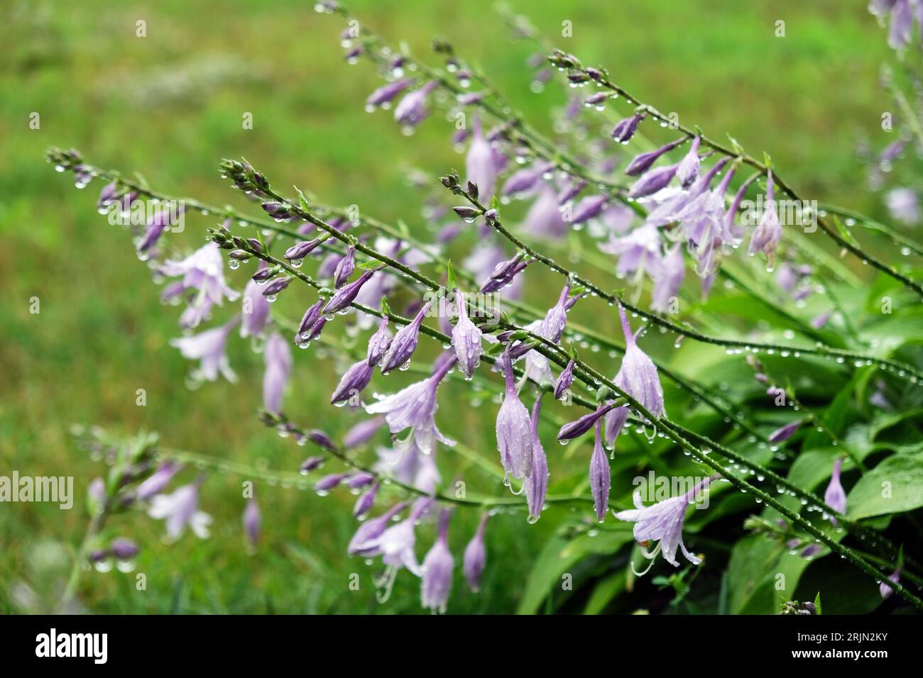 Floraison buisson hosta en gouttes après la pluie d'été Banque D'Images
