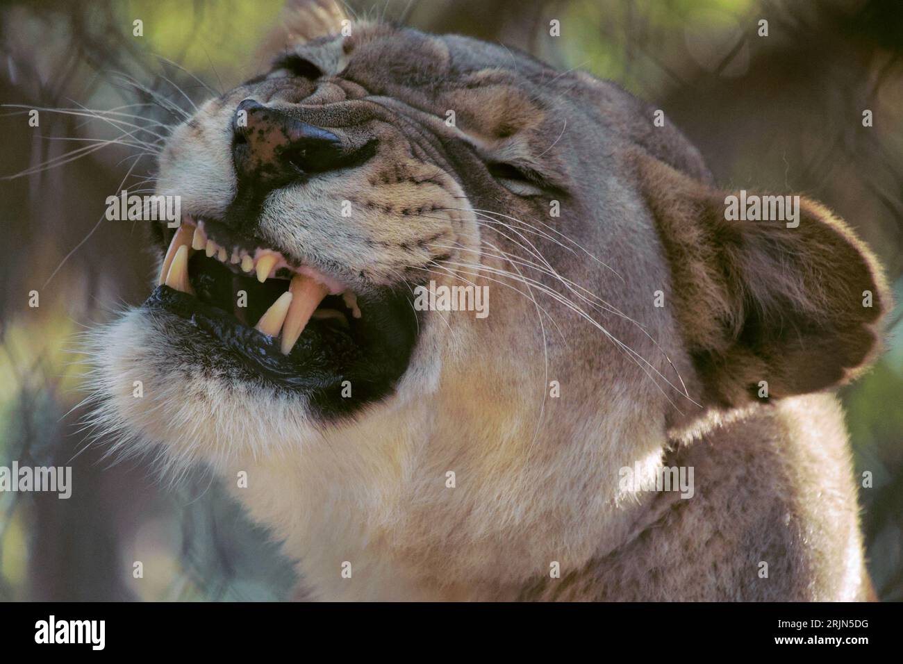 Gros plan d'un puissant lion montrant ses dents acérées Banque D'Images
