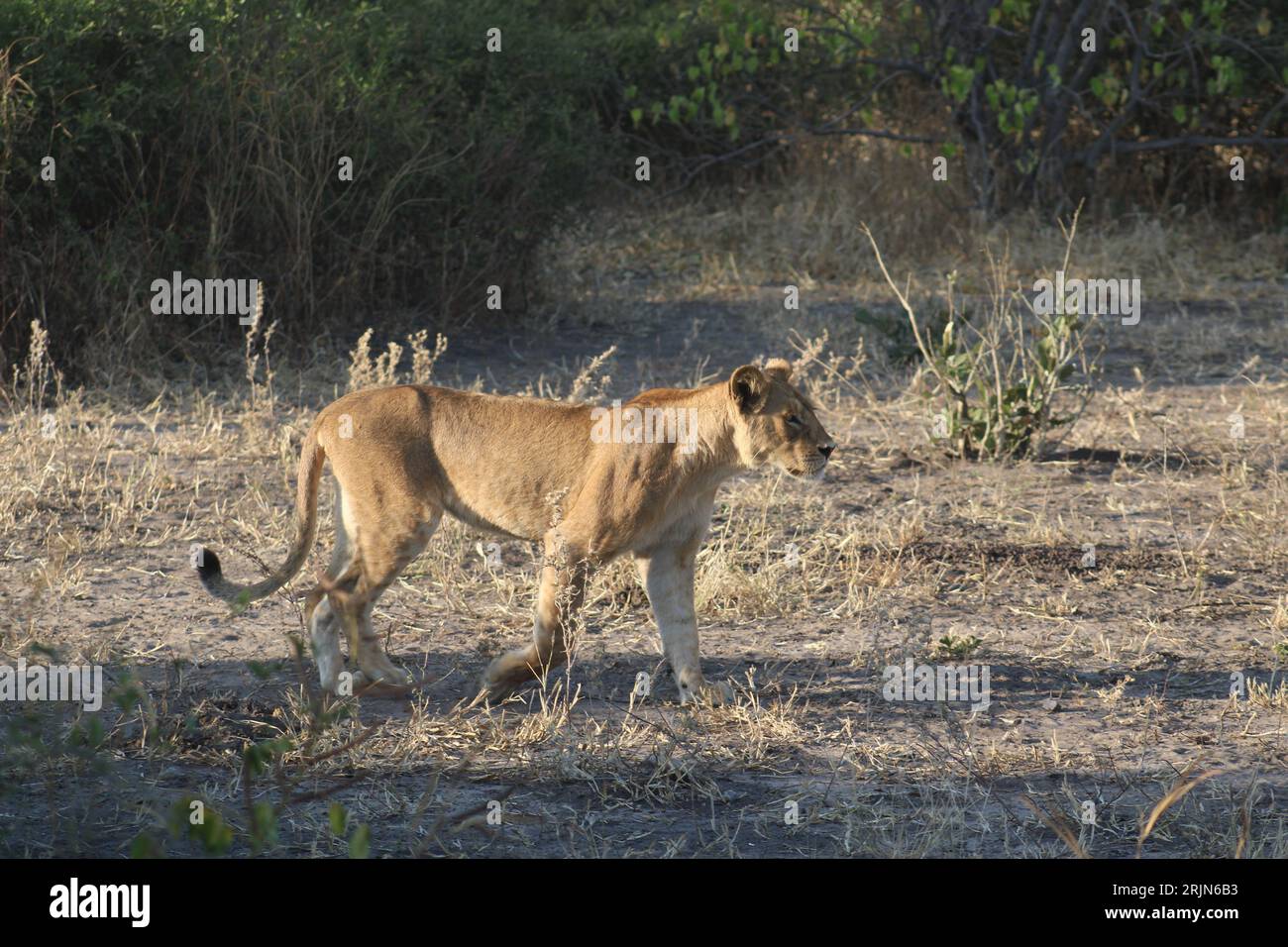 Une lionne majestueuse parcourt la savane, son manteau doré brillant sous le soleil Banque D'Images