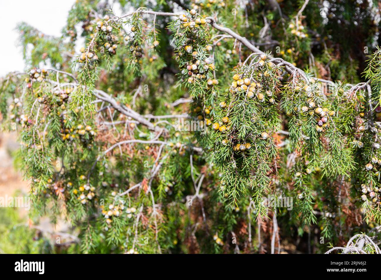 Genévrier (Juniperus oxycedrus) avec cônes de graines ressemblant à des baies orangées poussant dans la réserve naturelle de Hoces del Rio Duraton, en Espagne. Banque D'Images
