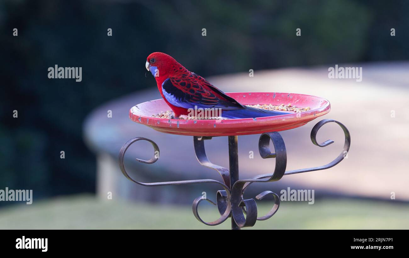 Perroquet cramoisi Rosella, endémique d'Australie sur plateau d'alimentation Oiseau sur mangeoire à oiseaux. Banque D'Images