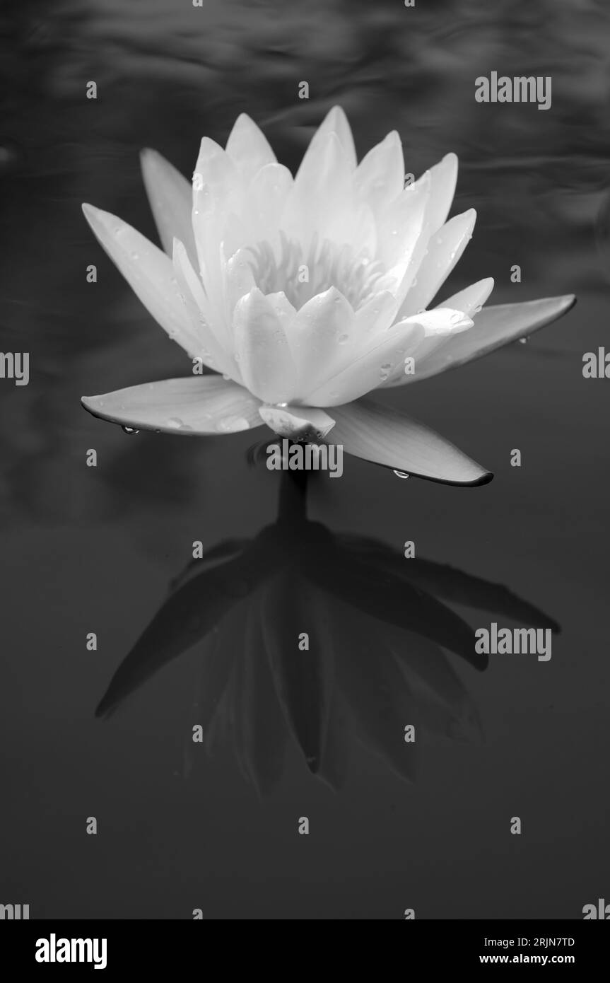 Lys d'eau blanc en monochrome Banque D'Images