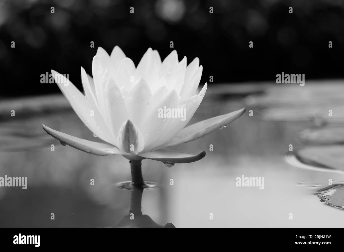 Lys d'eau blanc en monochrome Banque D'Images