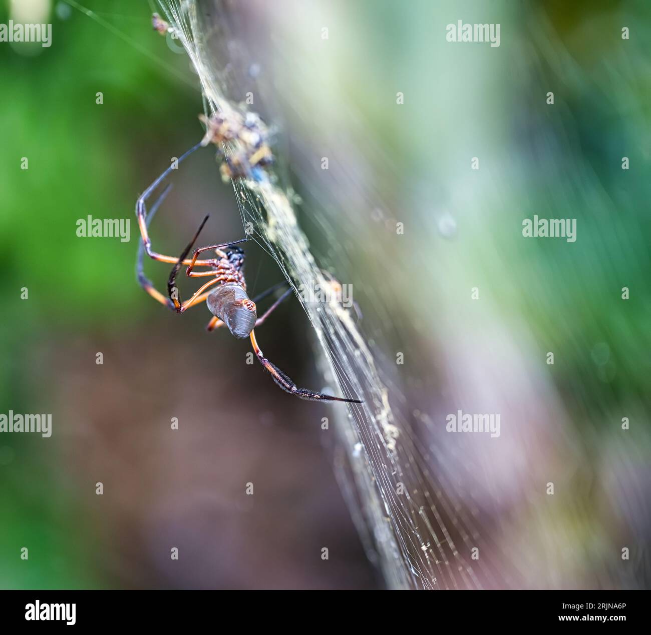 Plan rapproché d'une magnifique palmier araignée des Seychelles perchée dans sa toile dans son habitat naturel à Mahé Seychelles Banque D'Images