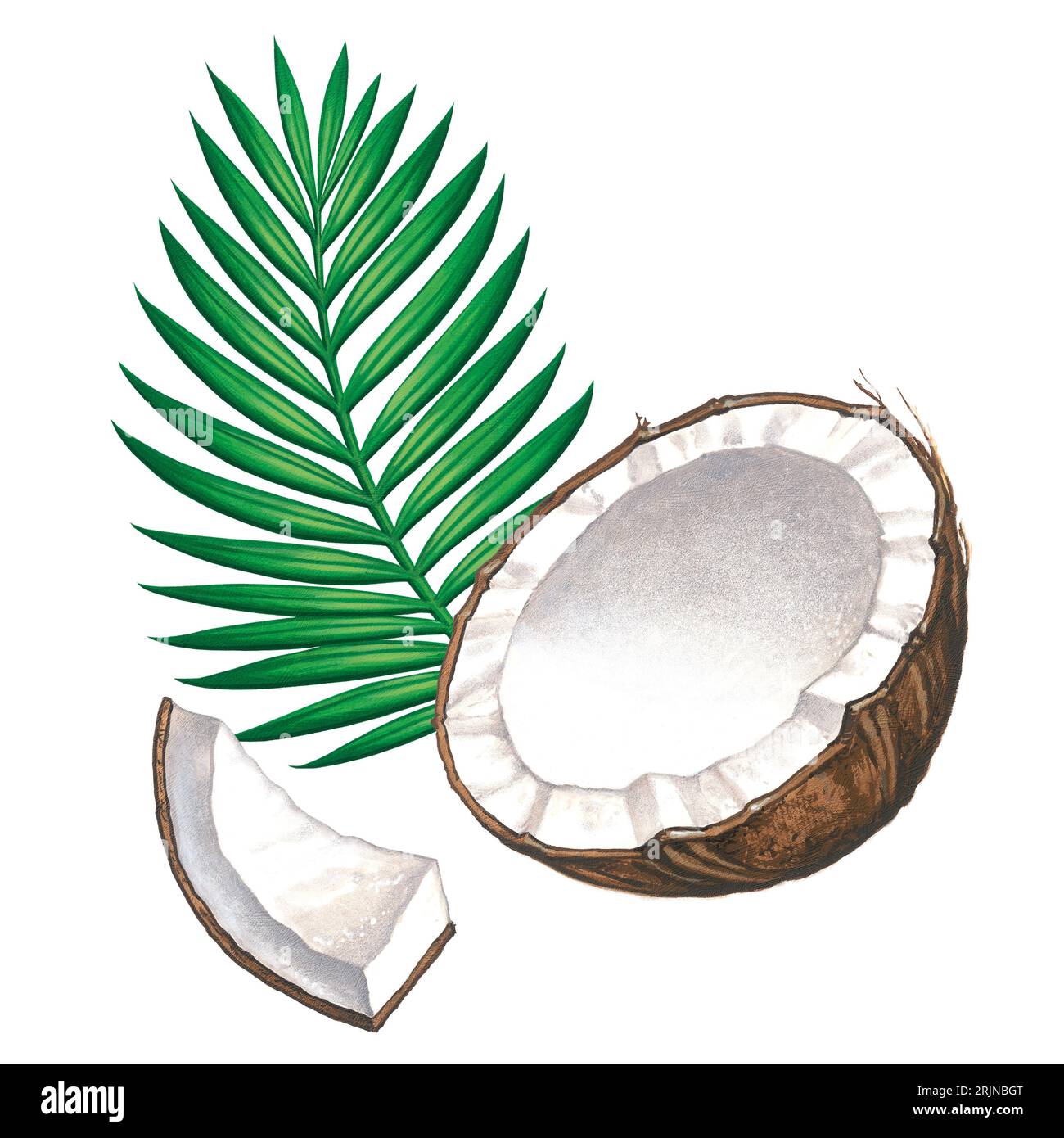 Noix de coco illustrée avec branche de palmier isolée Banque D'Images