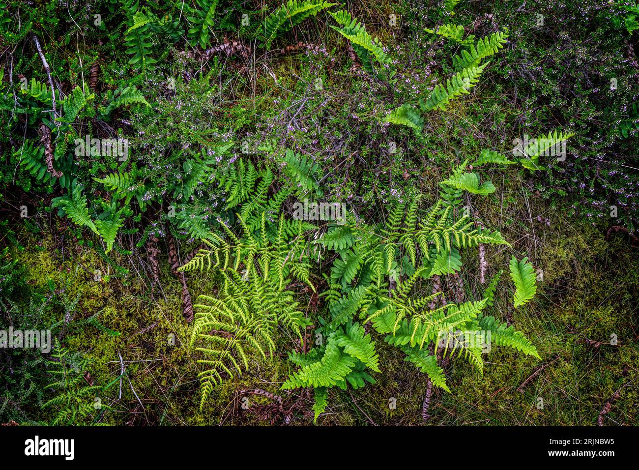 Fern gros plan sur une Heather danoise Banque D'Images