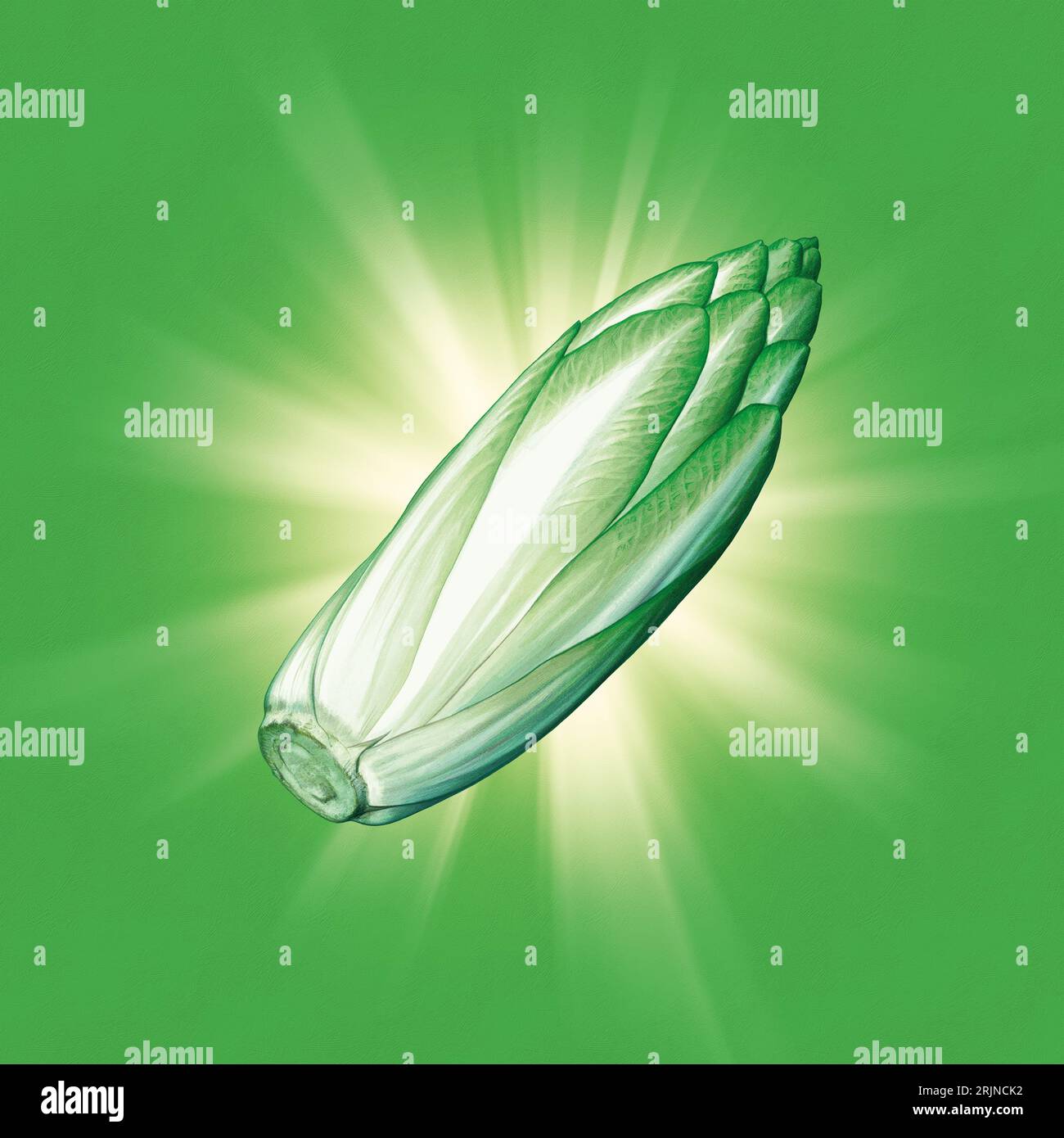 Salade de chicorée illustrée Banque D'Images