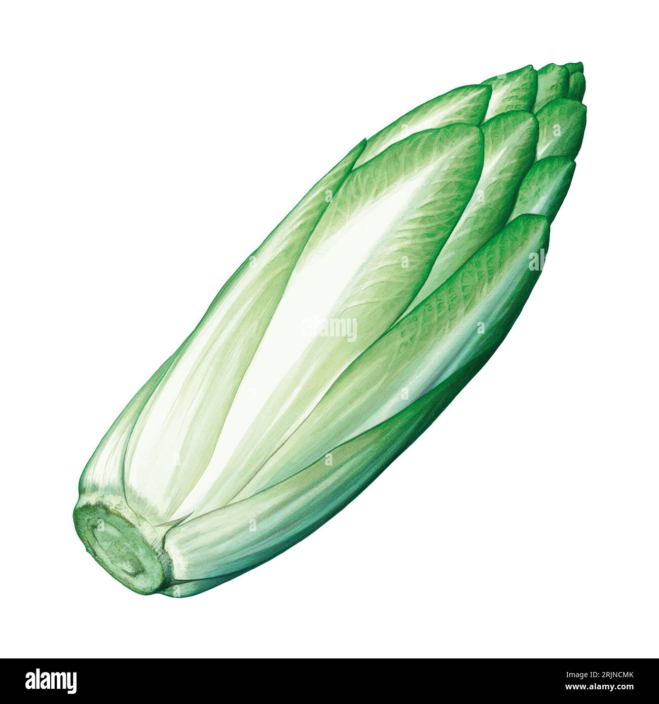 Salade de chicorée illustrée isolée Banque D'Images