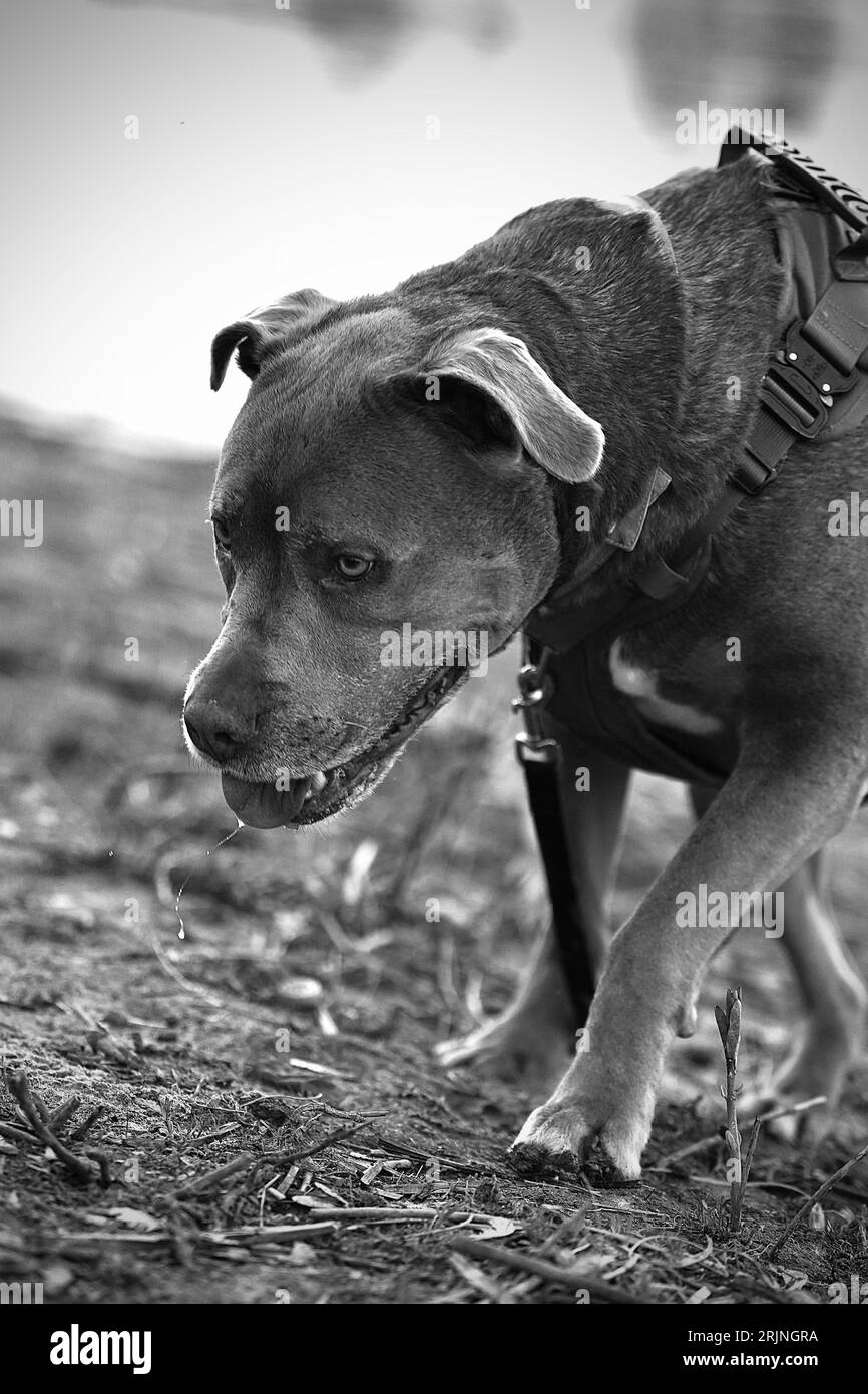 Un gros plan d'un pit-Bull terrier américain marchant à travers un champ verdoyant, avec sa laisse traînée derrière Banque D'Images