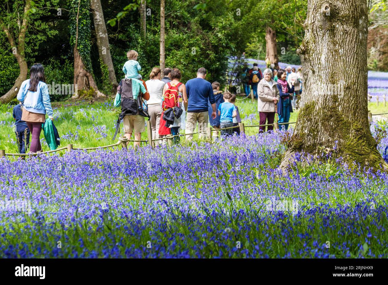 Les personnes visitant le festival annuel Bluebell dans les jardins historiques Enys à Penryn en Cornouailles au Royaume-Uni. Banque D'Images