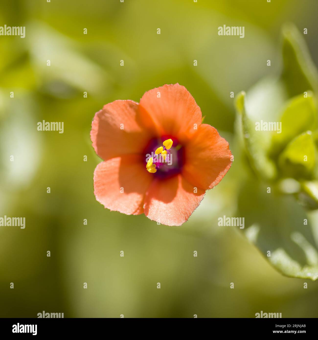 Une fleur vibrante de pimpernel Scarlet fleurit dans un champ vert luxuriant Banque D'Images