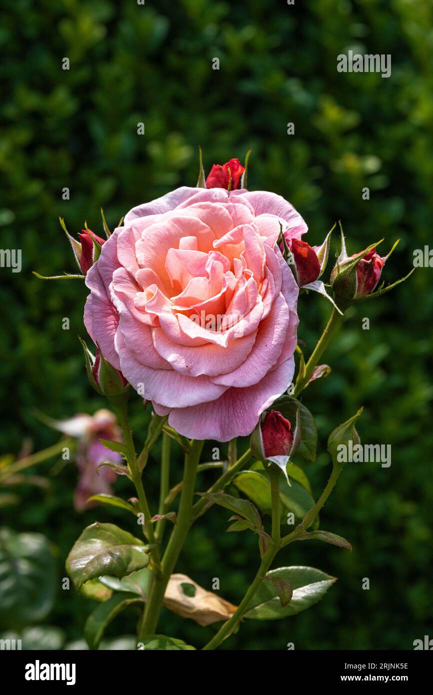 Chatouillé Pink Bush Rose poussant dans un jardin au Royaume-Uni. Banque D'Images