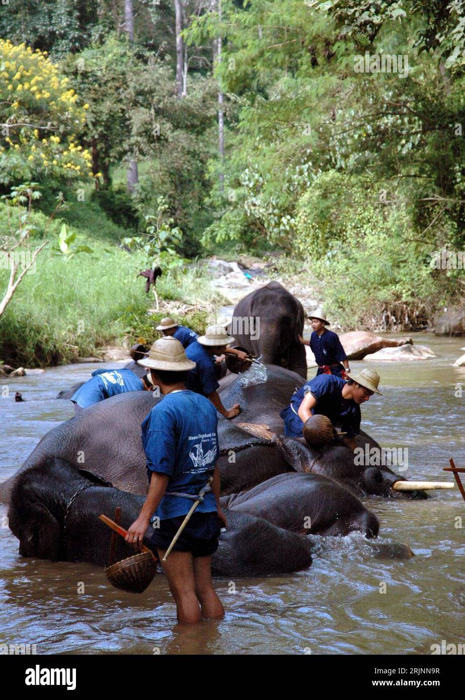 Bildnummer : 50980200 Date de référence : 05.11.2005 Copyright : imago/Xinhua Männer waschen ihre Elefanten in Chiang Mai - Thaïlande - PUBLICATIONxNOTxINxCHN, Personen , Tiere ; 2005, Chiang Mai, Chiang Saen, Mann, Männer, Elefant, Elefanten, Arbeitselefant, Arbeitselefanten, Nutztier, Nutztiere, waschen, waschend, wäscht, Tierpfleger, Säugetiere; hoch, Kbdig, Gruppenbild, Thaïlande, Arbeitswelten, Gesellschaft, , Banque D'Images