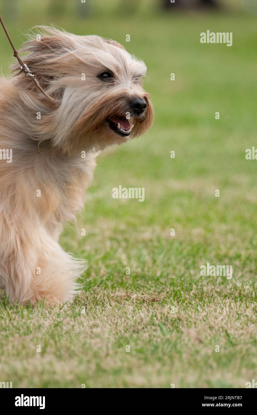 Gros plan d'un chien moelleux marchant dans le cadre d'une exposition canine Banque D'Images