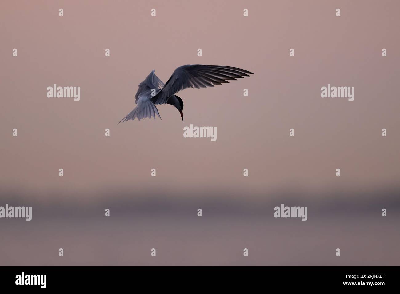 Un oiseau sterne commun (Sterna hirundo) survole le ciel illuminé par le coucher du soleil Banque D'Images