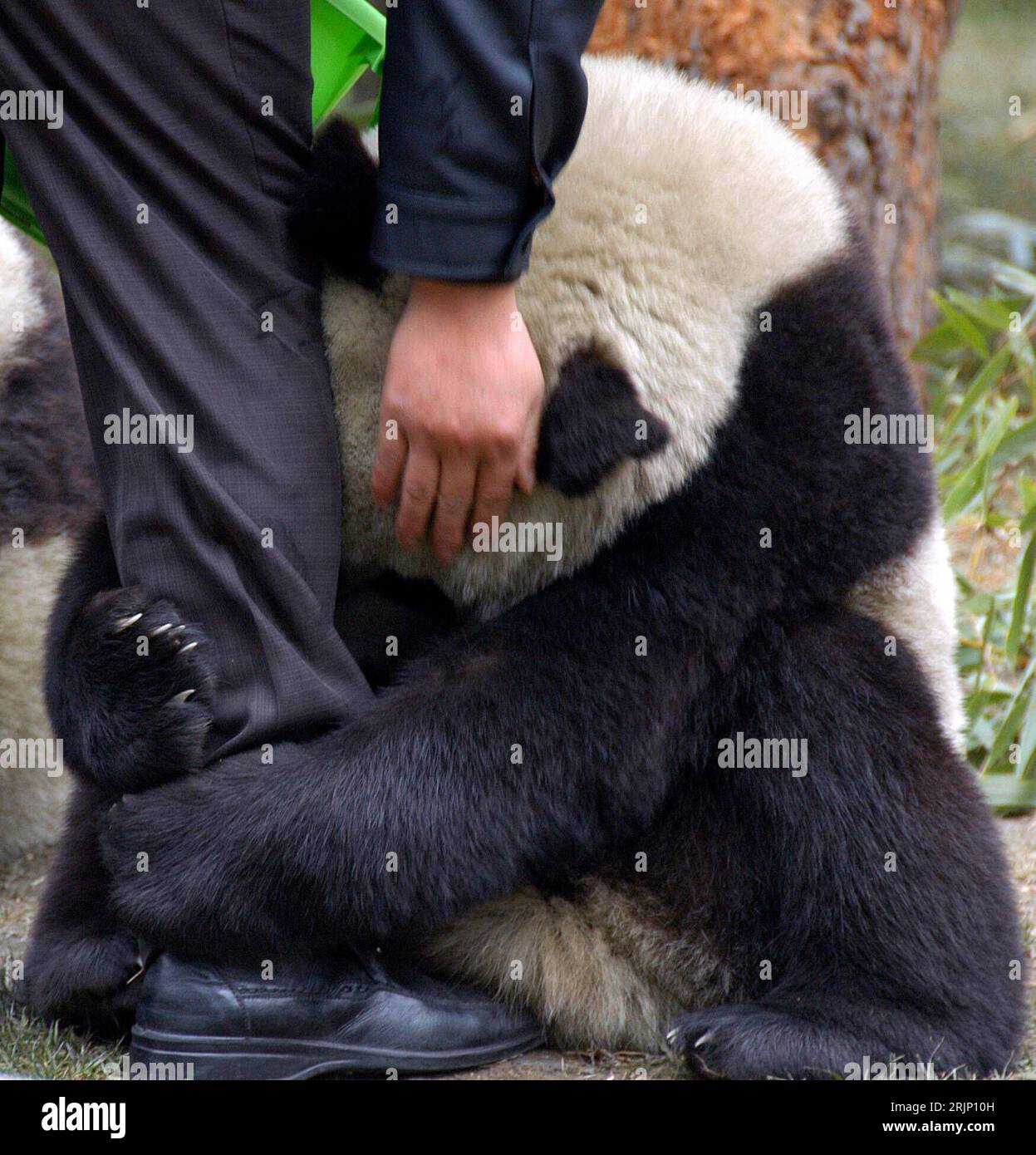 Bildnummer : 51046808 Datum : 04.01.2006 Copyright : imago/Xinhua Riesenpanda umklammert das Bein eines Pflegers im Naturschutzgebiet Wolong in der südwestchinesischen Provinz Sichuan- PUBLICATIONxNOTxINxCHN , Tiere , Körperteile , kurios ; 2006, Wolong, Sichuan, Riesenpanda, Panda, Pandas, Pandabär, Pandabären, Aufzuchtstation, Aufzuchtstationen, Naturschutzgebiete, Tierpfleger, klammert, klammern, klammernd, umklammern, streicheln, streichelt, streichelnd, Zuneigung ; , , Kbdig, , Chine / Quadrat, Einzelbild, fermer, Riesenpandas, Ailuropoda melanoleuca Banque D'Images