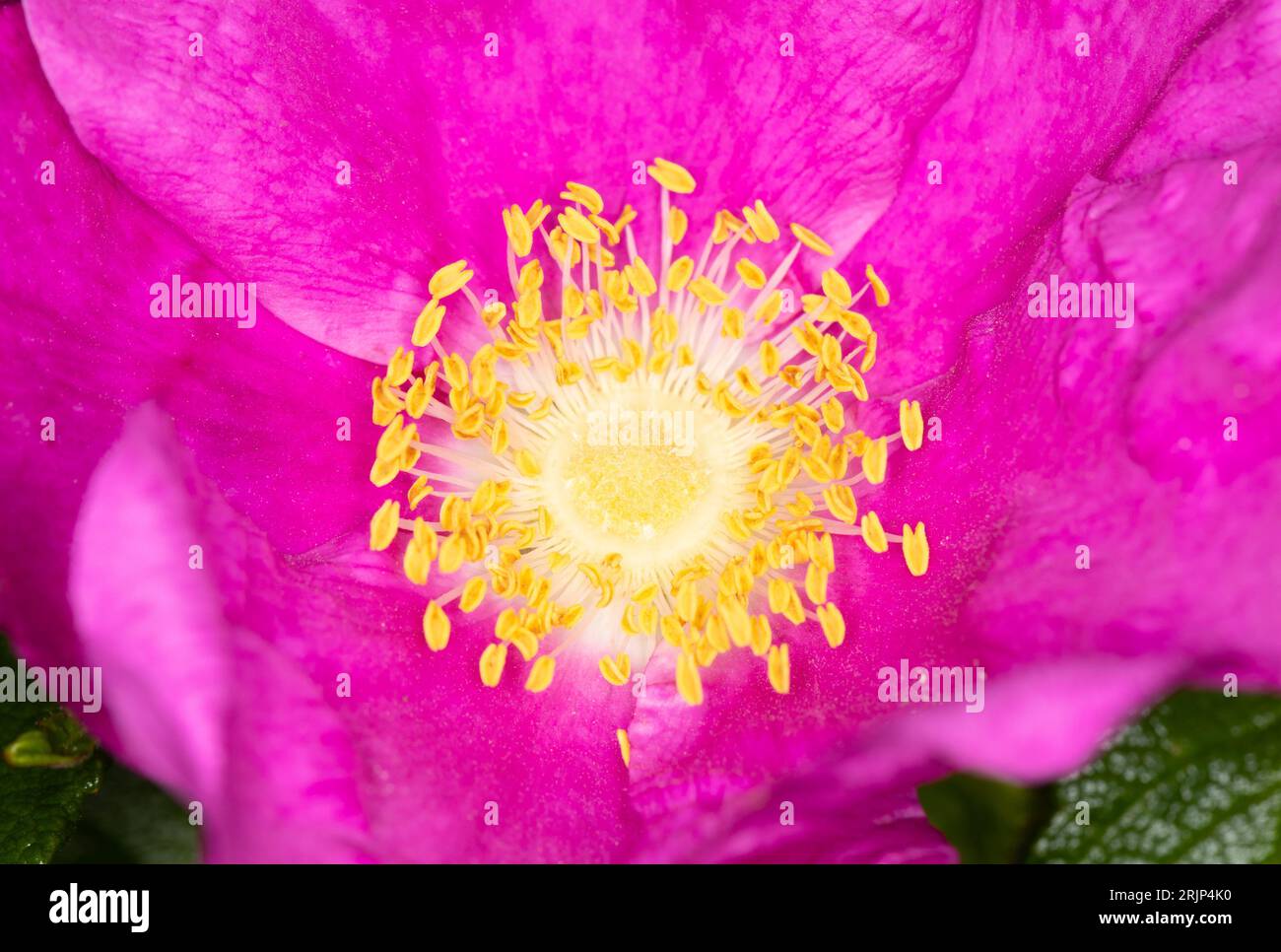 Une fleur rose vibrante avec une étamine jaune distinctive dépassant du centre. Banque D'Images