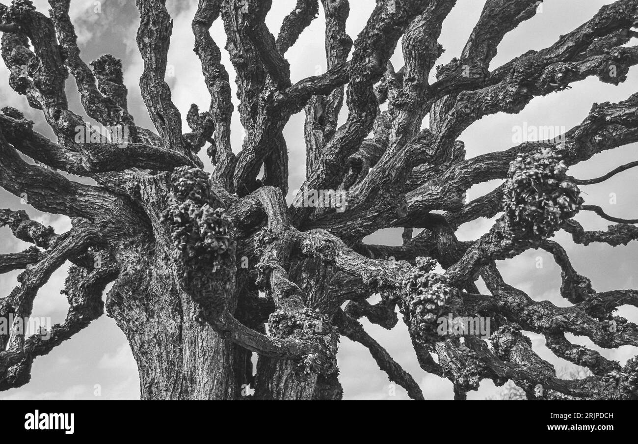 Arbre intéressant dans le jardin, noir et blanc Banque D'Images