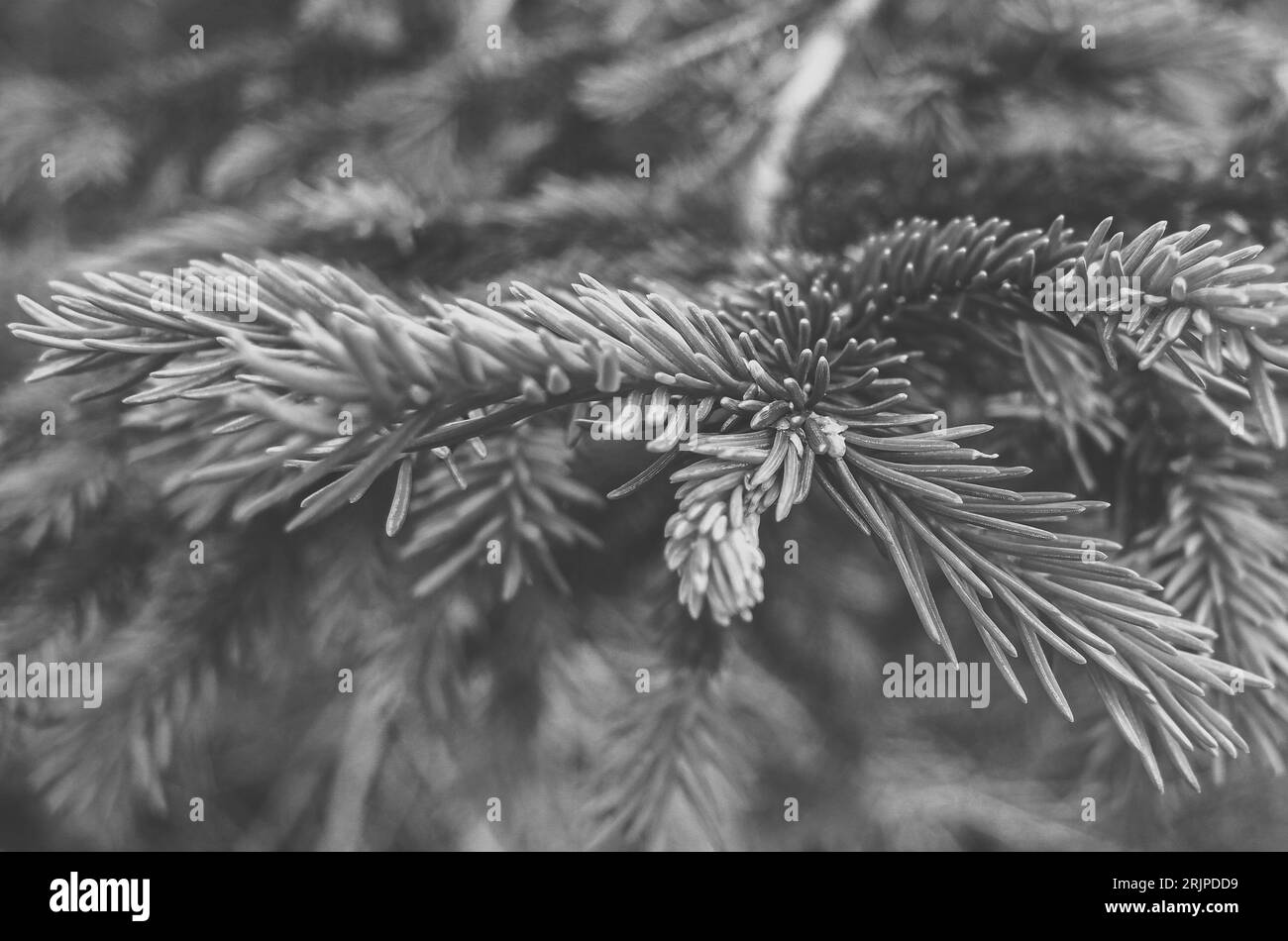 Détail d'une branche de conifères, Noir et blanc, République tchèque Banque D'Images