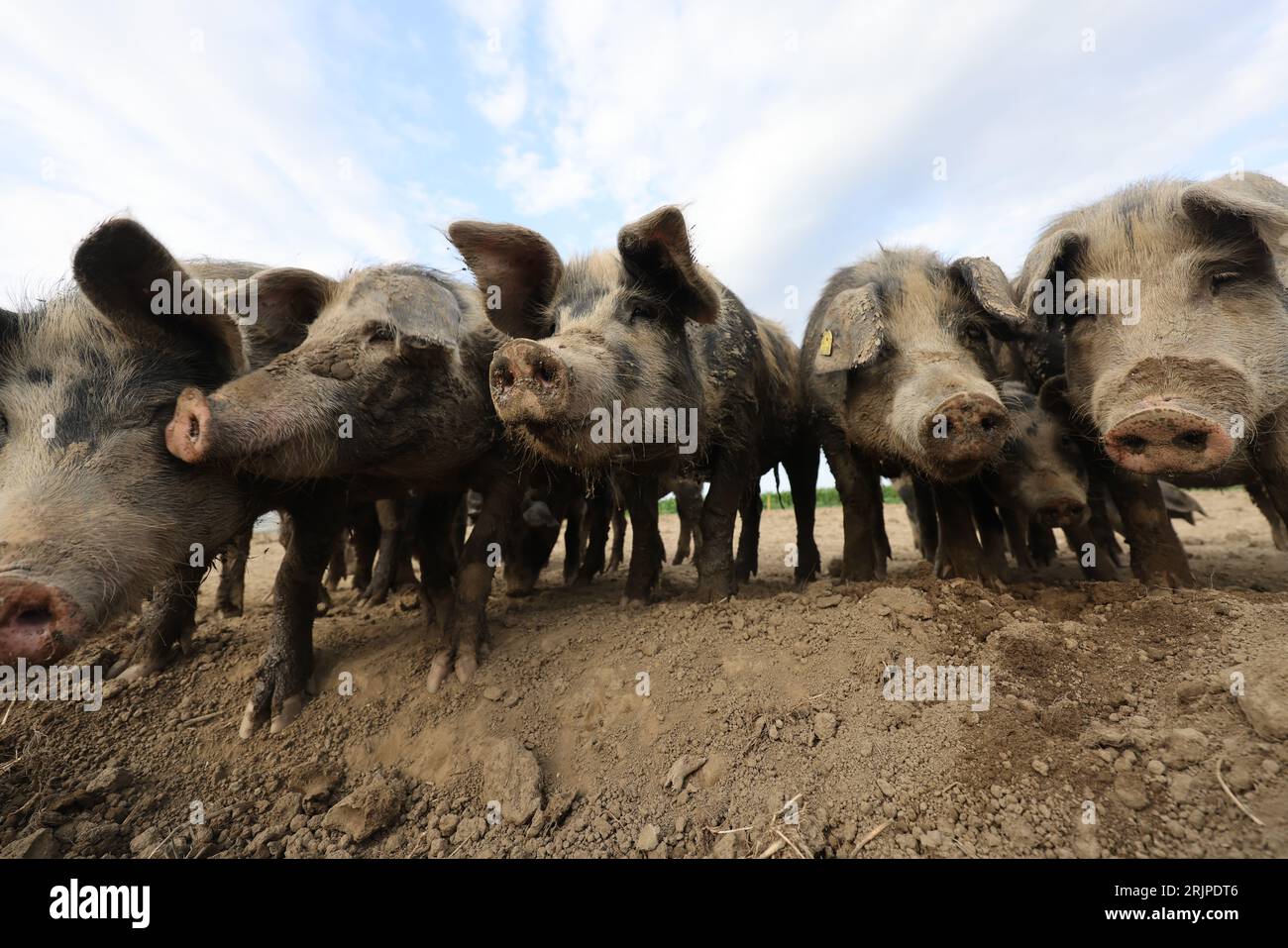 Une vue rapprochée d'un adorable troupeau de cochons celtiques debout sur un sol boueux Banque D'Images
