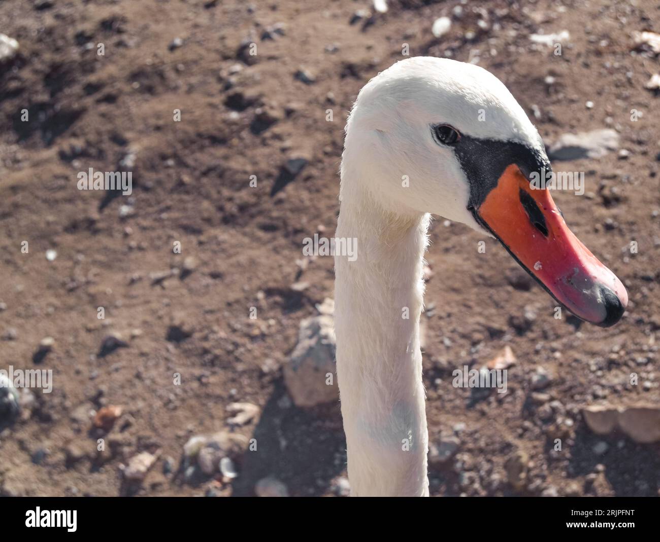 Détail de la tête de cygne II à Prague, République tchèque Banque D'Images