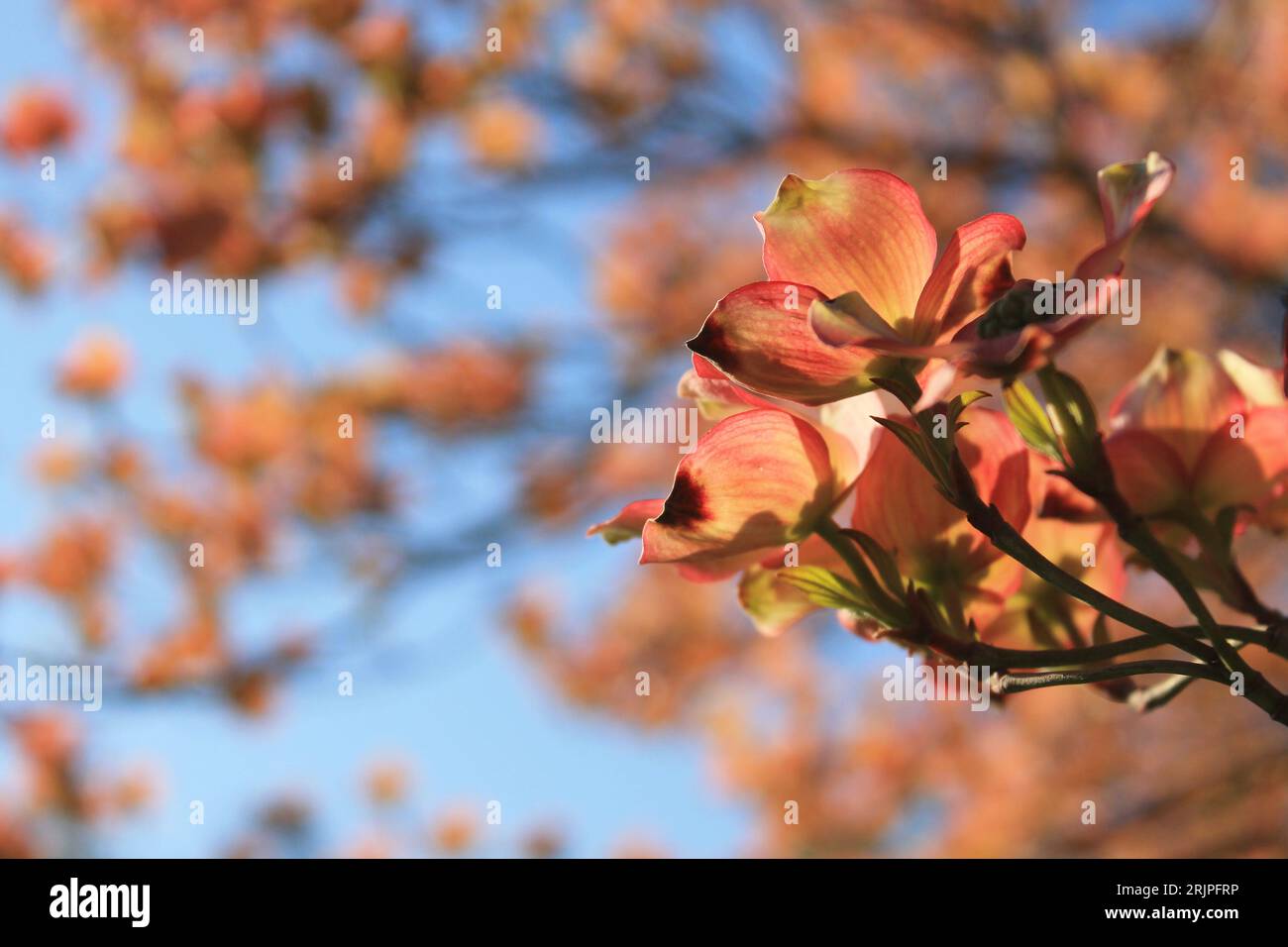 Gros plan de fleurs de cornouilles en fleurs poussant sur une branche d'arbre Banque D'Images