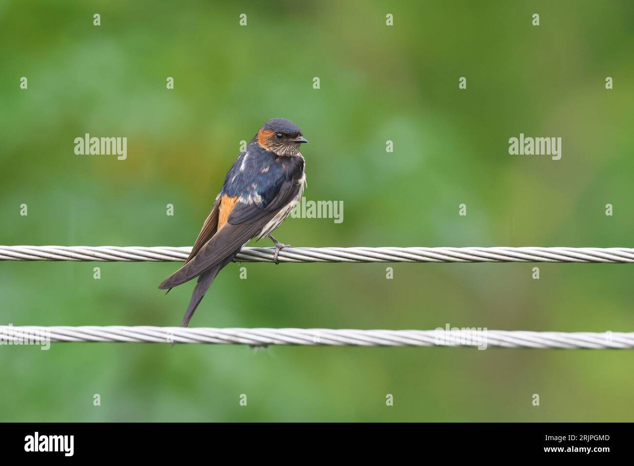 Un oiseau majestueux perché sur des lignes aériennes, avec un paysage rural visible en arrière-plan Banque D'Images