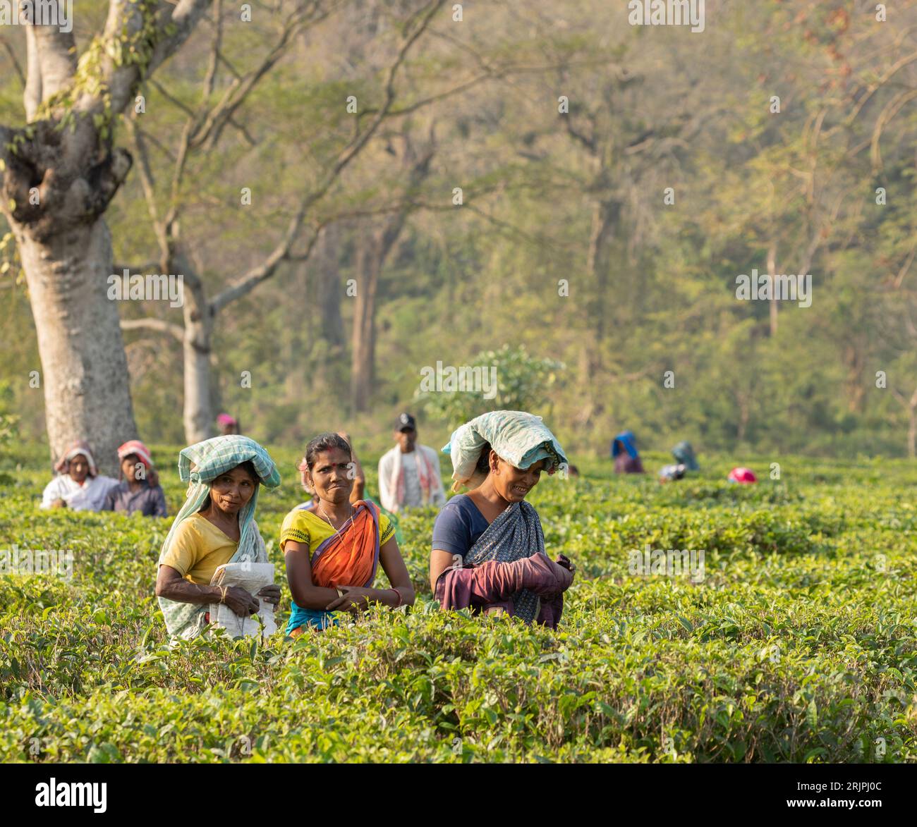 Cueilleurs de thé dans une plantation de thé à Assam, en Inde. Banque D'Images