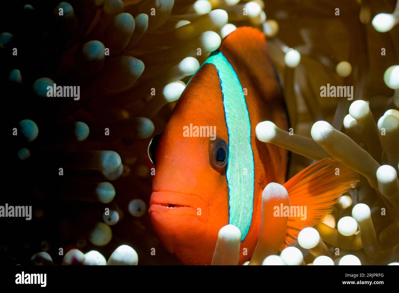 Anémonefish rouge et noir (Amphiprion melanopus). Raja Ampat, Papouasie occidentale, Indonésie. Banque D'Images