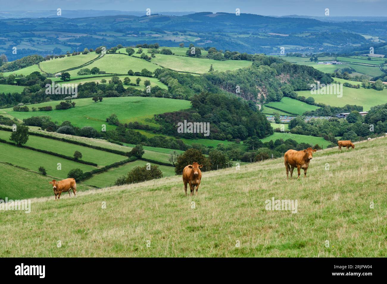 Vaches paissant les contours de Kerry Hill, Kerry Ridgeway, Powys, pays de Galles Banque D'Images