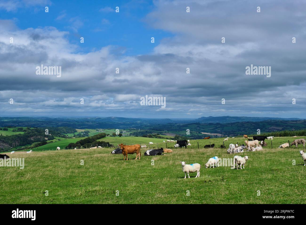Les COE et les moutons paissent à côté du Kerry Ridgeway, surplombant la vallée de la Severn, Powys, pays de Galles Banque D'Images