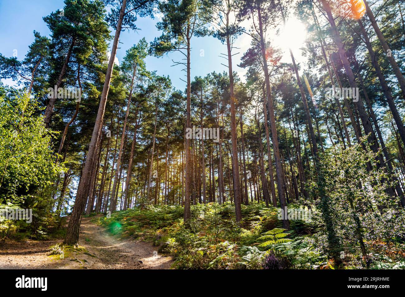 Arbres et fougères de Bourne Woods dans le Surrey, Angleterre Banque D'Images