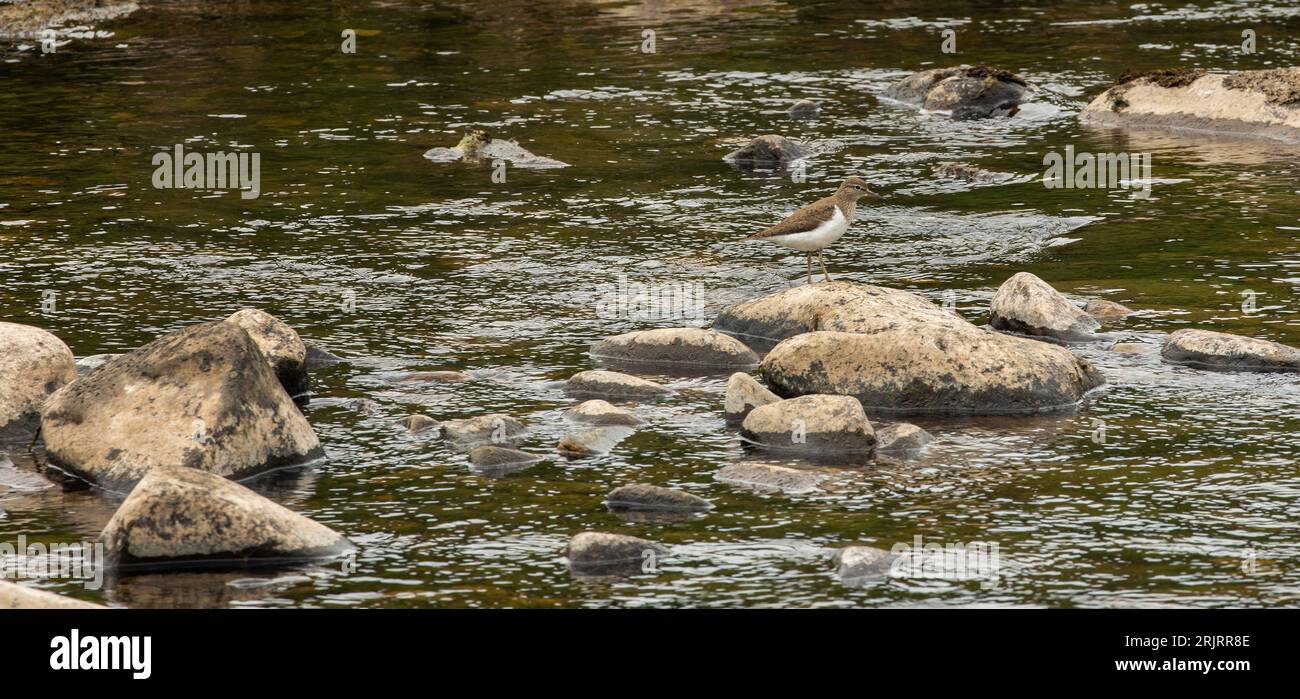 Dipper (cinclus) sur les tees de la rivière à Forest-in-Teesdale, comté de Durham Banque D'Images