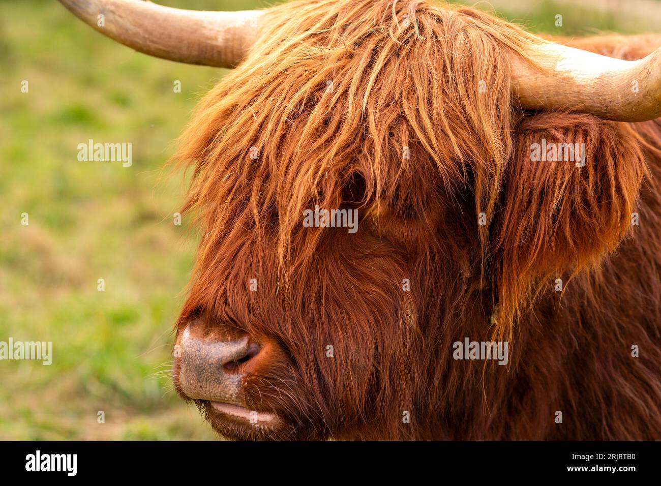 Tête de bétail des hautes terres écossaises dans les prairies en Allemagne. Bovins gaéliques femelles rouges avec de grosses cornes pelage rouge émoussant. Portrait de vache poilue européenne Banque D'Images