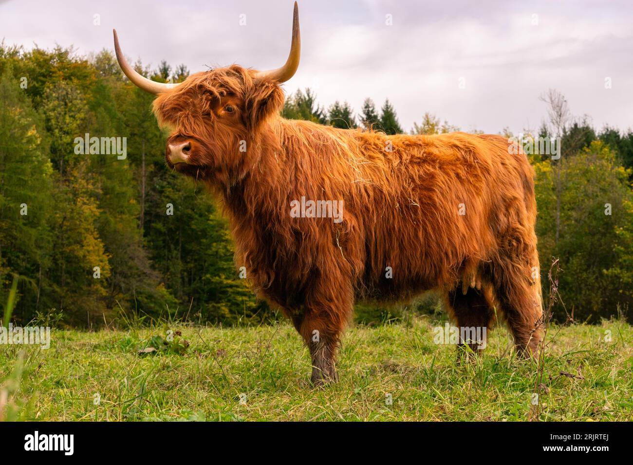 Bétail écossais des hautes terres devant la forêt. Soleil sur fourrure rouge. Avertisseurs sonores vers le haut. Imposant animal sauvage regarde dans la distance perdue dans les pensées Banque D'Images