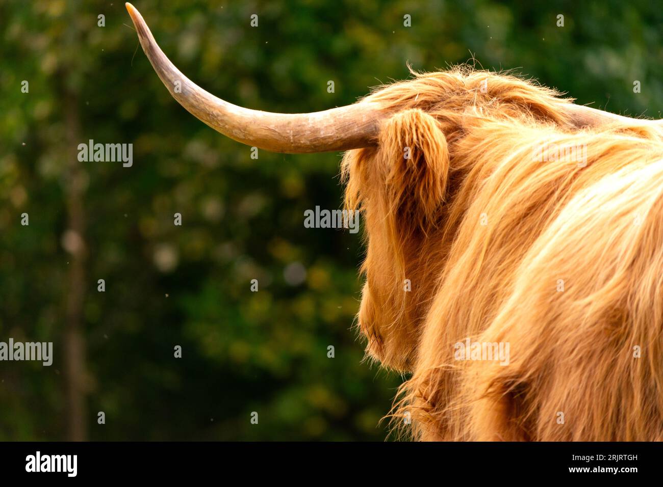 Bétail écossais des hautes terres devant la forêt. Soleil sur fourrure rouge. Avertisseurs sonores vers le haut. Imposant animal sauvage regarde dans la distance perdue dans les pensées Banque D'Images