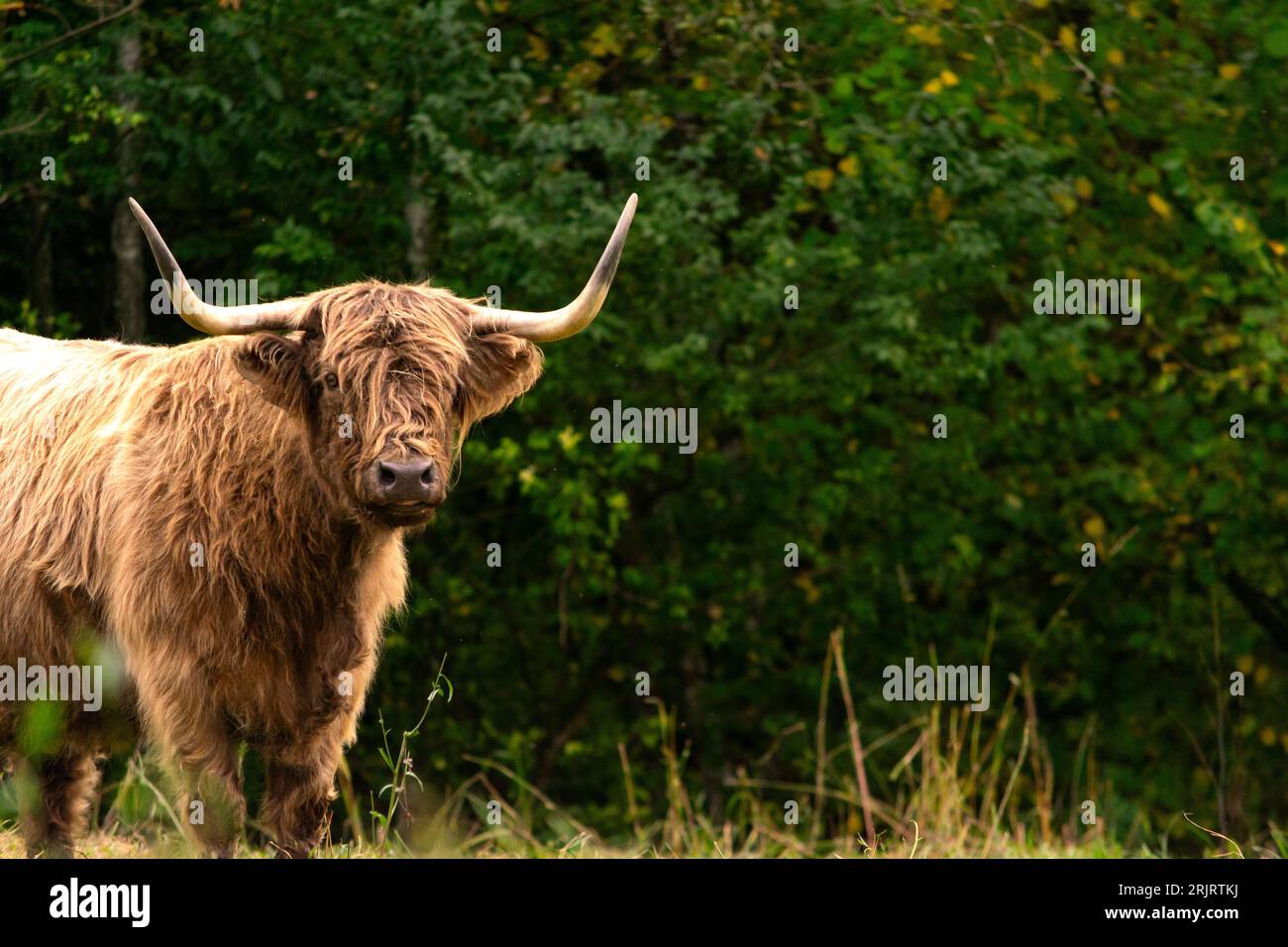 Bétail écossais des hautes terres devant la forêt. Soleil sur fourrure brune. Avertisseurs sonores vers le haut. Imposant animal sauvage qui semble intéressé Banque D'Images