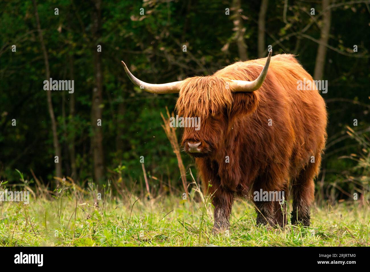 Bétail écossais Highland marchant hors de la forêt à la recherche de nourriture. Animal sauvage moelleux et poilu manteau rouge Banque D'Images