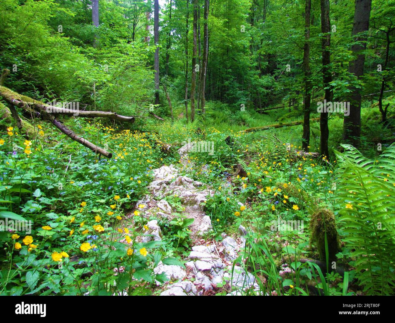 Forêt feuillue, tempérée, à feuilles caduques avec des fleurs jaunes rampantes en buttercup ou en pied de biche et des fleurs bleues en bois Forget-Me-Not en Slovénie Banque D'Images