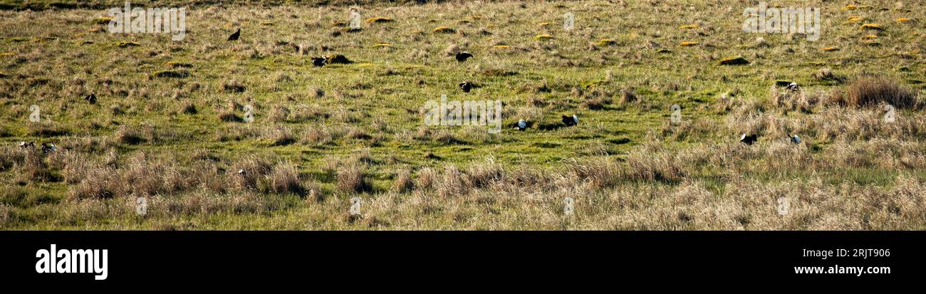 Tétras noirs mâles sur un lek au printemps, dans la partie supérieure de Teesdale, dans les Pennines du Nord Banque D'Images