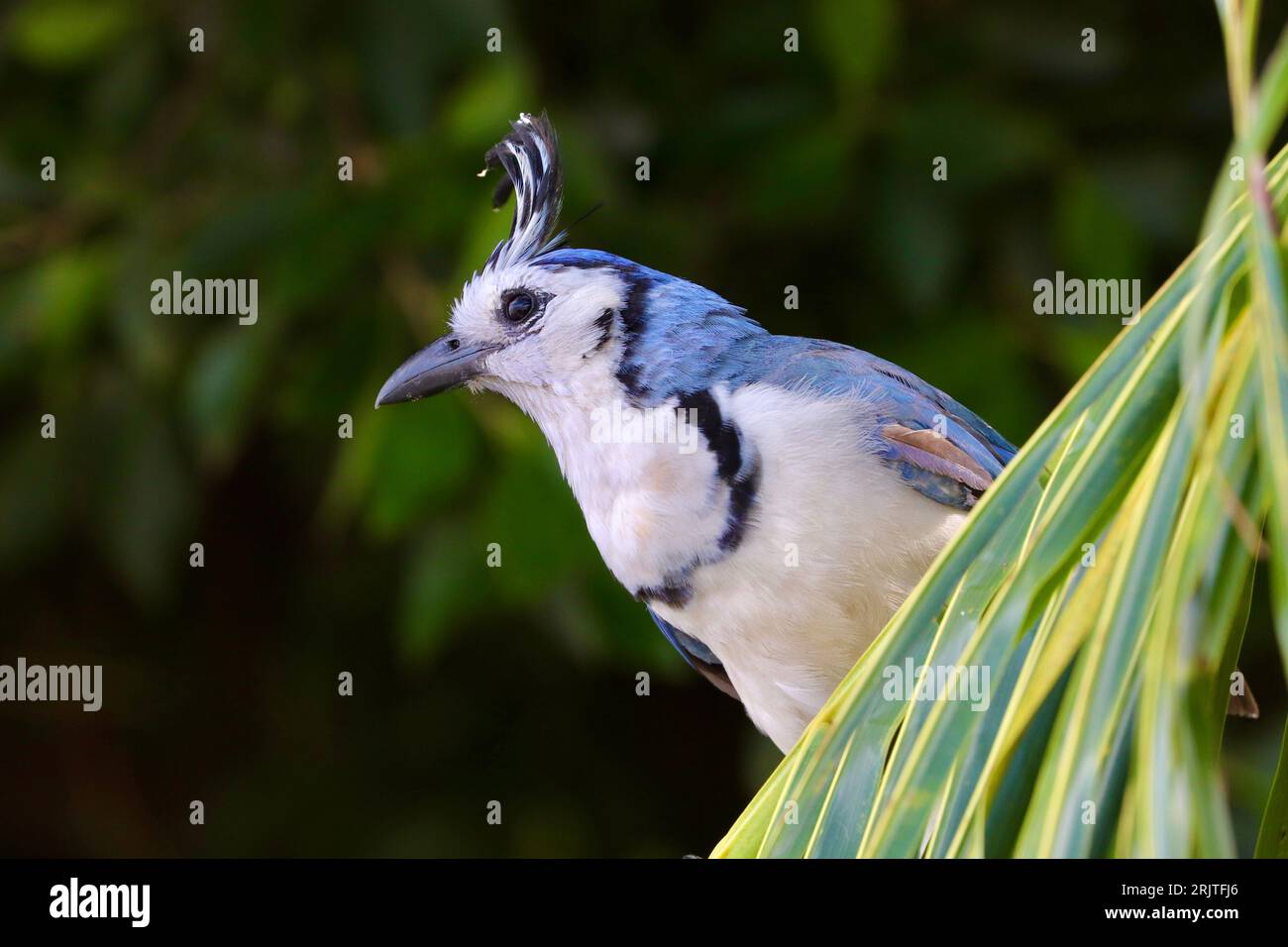 White -Throated Magpie Jay, Urraca, Isla De Ometepe Banque D'Images