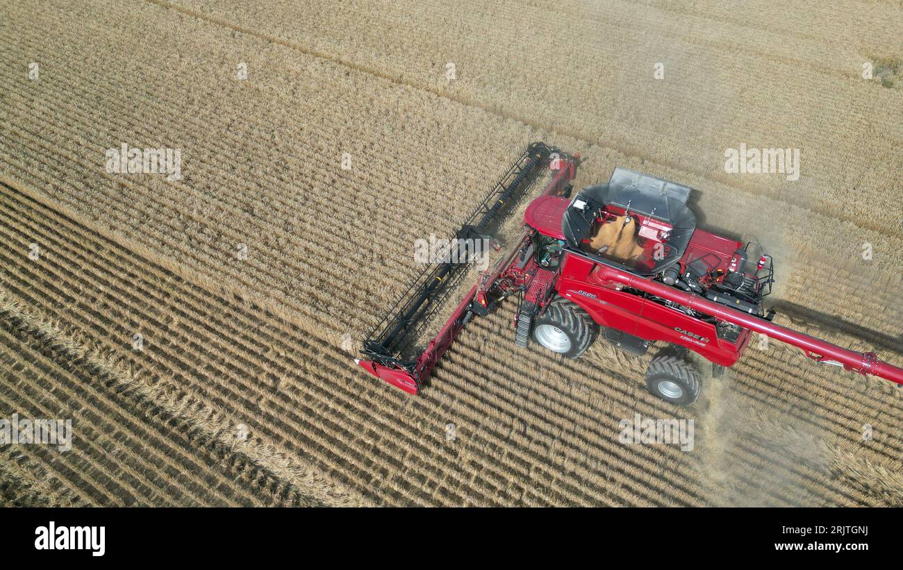 Vue aérienne d'une moissonneuse-batteuse rouge travaillant dans un champ Banque D'Images